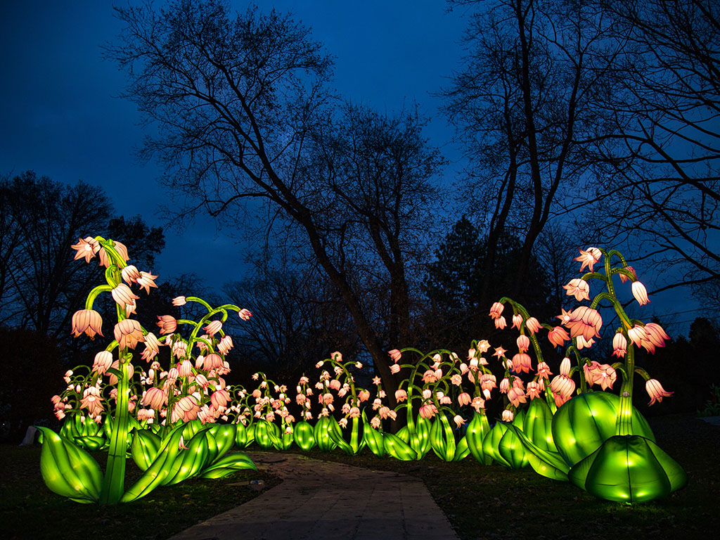 Cherry Blossom Illuminated Trail
